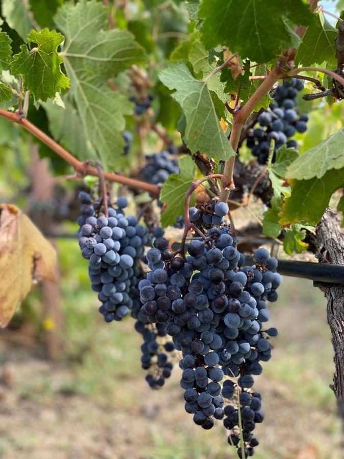 Trie Vineyard Cottage Grevena Exterior foto